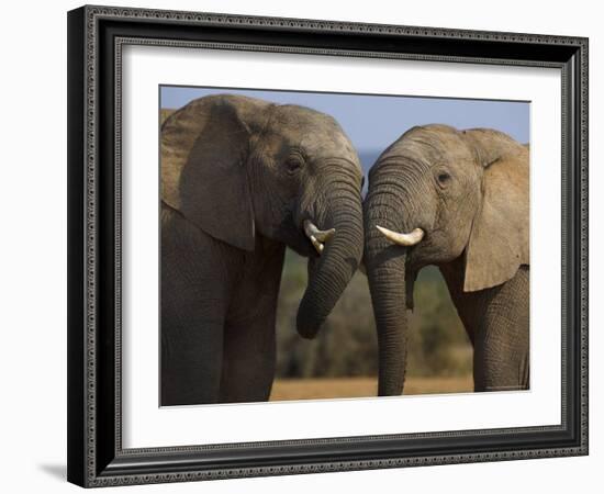 Elephants Socialising in Addo Elephant National Park, Eastern Cape, South Africa-Ann & Steve Toon-Framed Photographic Print