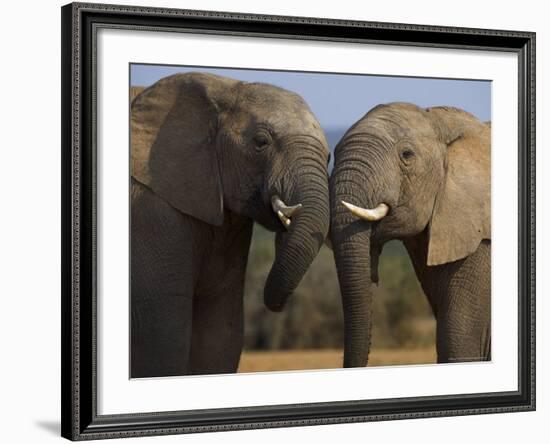 Elephants Socialising in Addo Elephant National Park, Eastern Cape, South Africa-Ann & Steve Toon-Framed Photographic Print