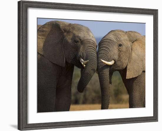 Elephants Socialising in Addo Elephant National Park, Eastern Cape, South Africa-Ann & Steve Toon-Framed Photographic Print