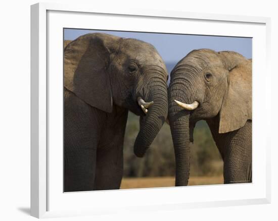 Elephants Socialising in Addo Elephant National Park, Eastern Cape, South Africa-Ann & Steve Toon-Framed Photographic Print