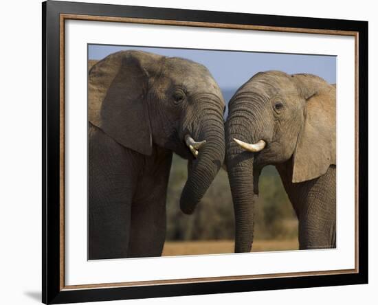 Elephants Socialising in Addo Elephant National Park, Eastern Cape, South Africa-Ann & Steve Toon-Framed Photographic Print