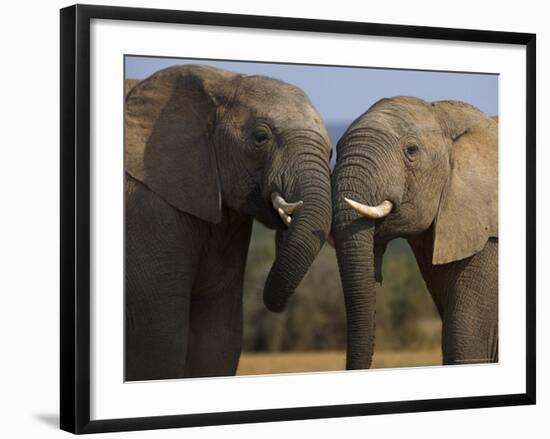 Elephants Socialising in Addo Elephant National Park, Eastern Cape, South Africa-Ann & Steve Toon-Framed Photographic Print