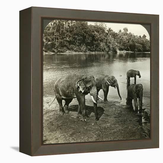 Elephants, Sri Lanka (Ceylo)-Underwood & Underwood-Framed Premier Image Canvas