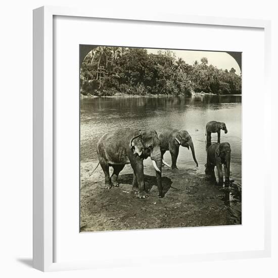 Elephants, Sri Lanka (Ceylo)-Underwood & Underwood-Framed Photographic Print