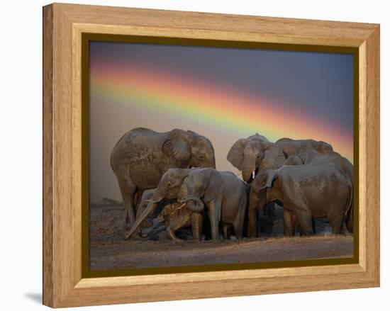 Elephants Taking Mud Bath-Jim Zuckerman-Framed Premier Image Canvas