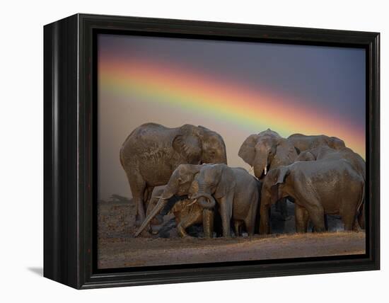Elephants Taking Mud Bath-Jim Zuckerman-Framed Premier Image Canvas