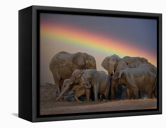 Elephants Taking Mud Bath-Jim Zuckerman-Framed Premier Image Canvas