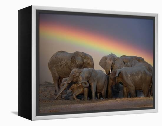 Elephants Taking Mud Bath-Jim Zuckerman-Framed Premier Image Canvas