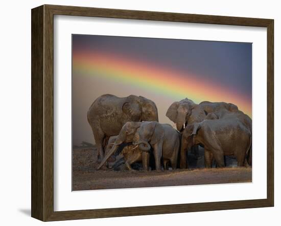 Elephants Taking Mud Bath-Jim Zuckerman-Framed Photographic Print