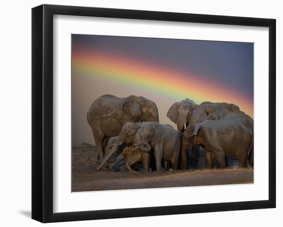 Elephants Taking Mud Bath-Jim Zuckerman-Framed Photographic Print