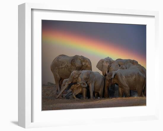 Elephants Taking Mud Bath-Jim Zuckerman-Framed Photographic Print