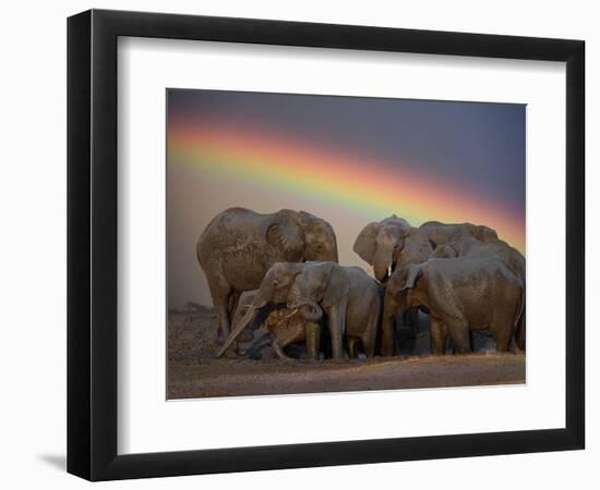 Elephants Taking Mud Bath-Jim Zuckerman-Framed Photographic Print