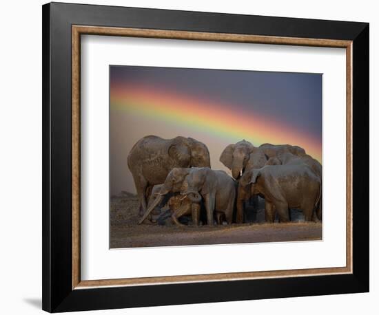 Elephants Taking Mud Bath-Jim Zuckerman-Framed Photographic Print