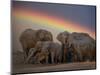 Elephants Taking Mud Bath-Jim Zuckerman-Mounted Photographic Print