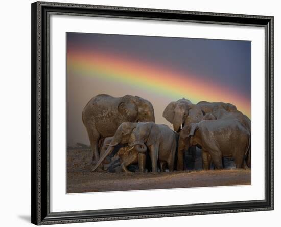 Elephants Taking Mud Bath-Jim Zuckerman-Framed Photographic Print