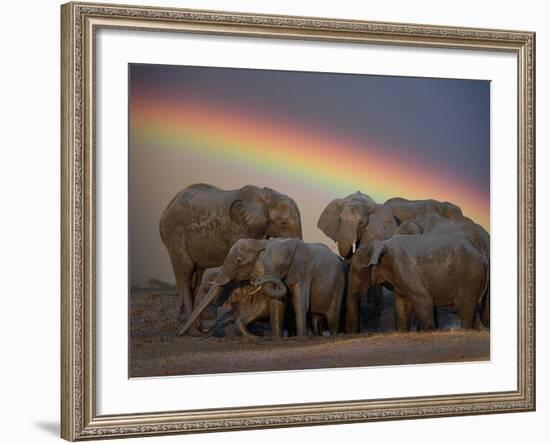 Elephants Taking Mud Bath-Jim Zuckerman-Framed Photographic Print