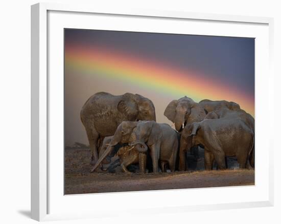 Elephants Taking Mud Bath-Jim Zuckerman-Framed Photographic Print