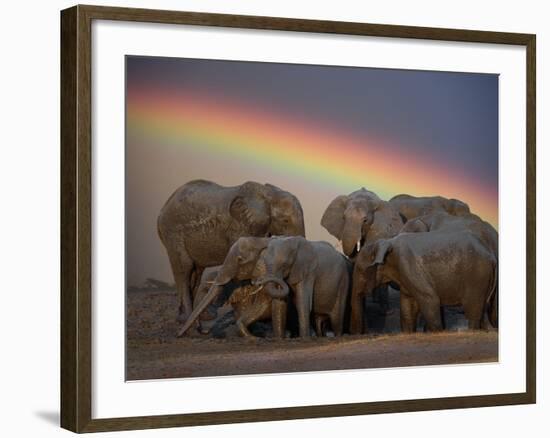 Elephants Taking Mud Bath-Jim Zuckerman-Framed Photographic Print