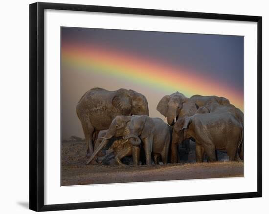 Elephants Taking Mud Bath-Jim Zuckerman-Framed Photographic Print