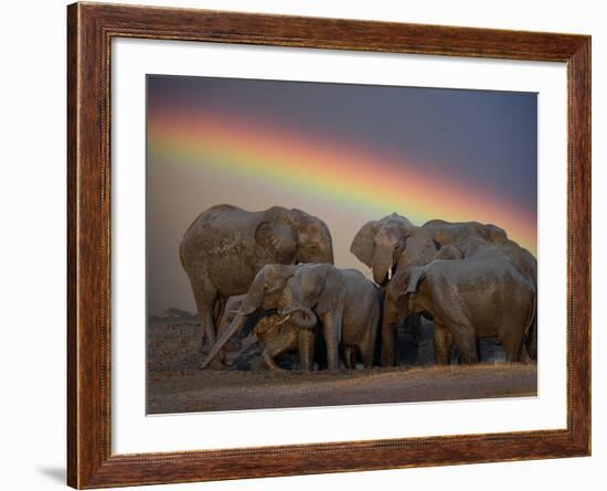 Elephants Taking Mud Bath-Jim Zuckerman-Framed Photographic Print