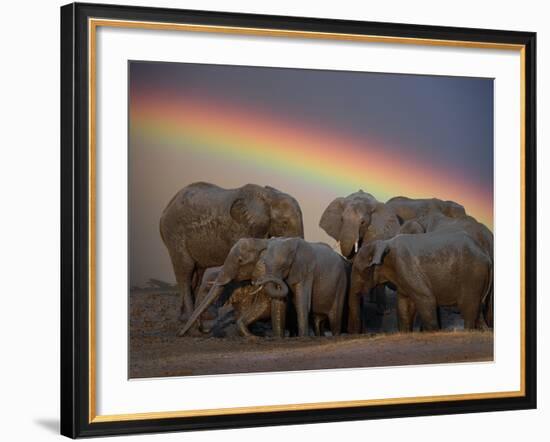 Elephants Taking Mud Bath-Jim Zuckerman-Framed Photographic Print