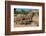 Elephants walk and graze in arid grasslands in the Kunene Region. Kunene, Namibia.-Sergio Pitamitz-Framed Photographic Print