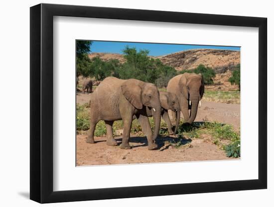Elephants walk and graze in arid grasslands in the Kunene Region. Kunene, Namibia.-Sergio Pitamitz-Framed Photographic Print