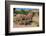 Elephants walk and graze in arid grasslands in the Kunene Region. Kunene, Namibia.-Sergio Pitamitz-Framed Photographic Print