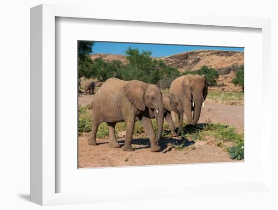 Elephants walk and graze in arid grasslands in the Kunene Region. Kunene, Namibia.-Sergio Pitamitz-Framed Photographic Print