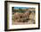 Elephants walk and graze in arid grasslands in the Kunene Region. Kunene, Namibia.-Sergio Pitamitz-Framed Photographic Print