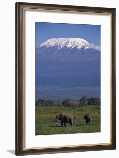 Elephants-DLILLC-Framed Photographic Print