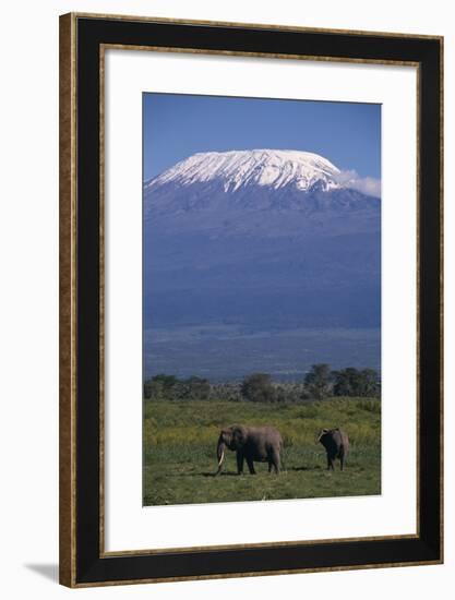 Elephants-DLILLC-Framed Photographic Print