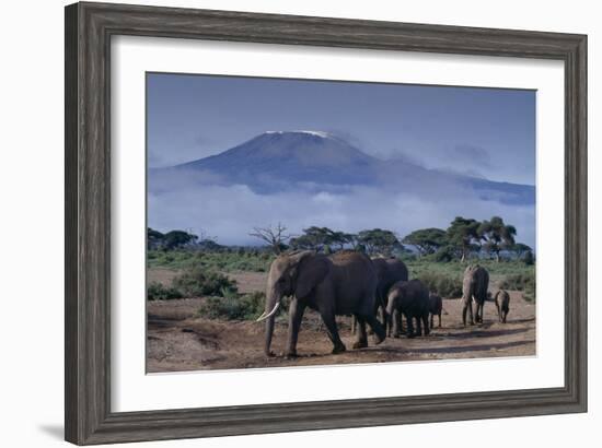 Elephants-DLILLC-Framed Photographic Print