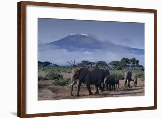 Elephants-DLILLC-Framed Photographic Print