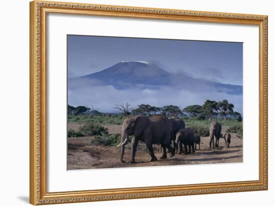 Elephants-DLILLC-Framed Photographic Print