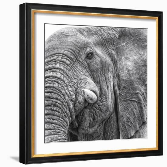 Elephas-null-Framed Giclee Print