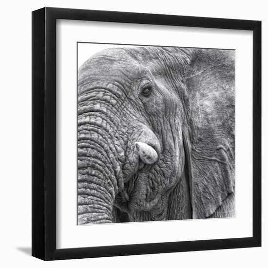 Elephas-Wink Gaines-Framed Giclee Print