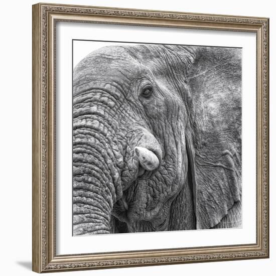 Elephas-Wink Gaines-Framed Giclee Print
