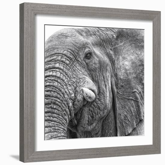 Elephas-Wink Gaines-Framed Giclee Print