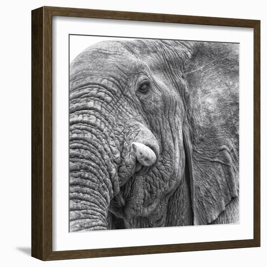 Elephas-Wink Gaines-Framed Giclee Print