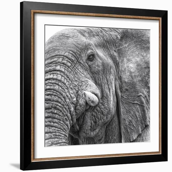 Elephas-Wink Gaines-Framed Giclee Print