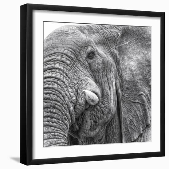 Elephas-Wink Gaines-Framed Giclee Print