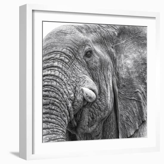Elephas-Wink Gaines-Framed Giclee Print