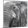Elephas-Wink Gaines-Mounted Giclee Print