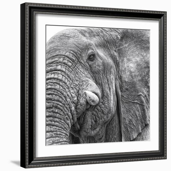 Elephas-Wink Gaines-Framed Giclee Print