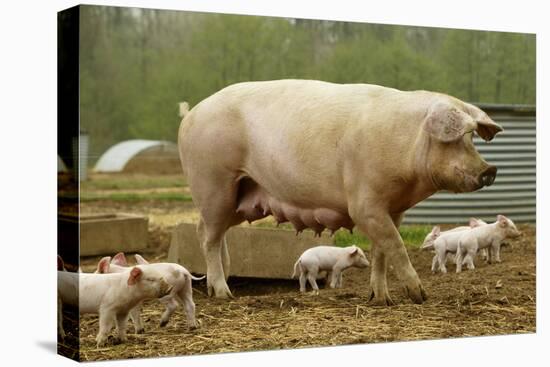 Stretched Canvas Print, , large