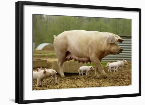Photographic Print, , large