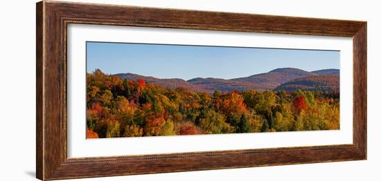 Elevated view of autumn trees on rolling hill, West Bolton, Quebec, Canada-null-Framed Photographic Print
