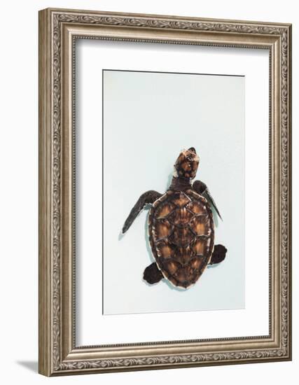 Elevated view of Baby Sea turtle, Old Hegg Turtle Sanctuary, Park Bay, Bequia, Saint Vincent And...-null-Framed Photographic Print