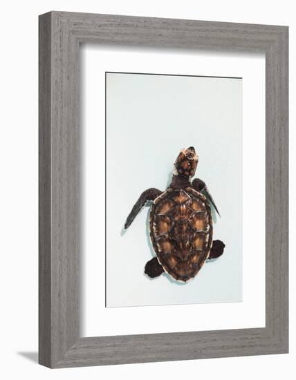 Elevated view of Baby Sea turtle, Old Hegg Turtle Sanctuary, Park Bay, Bequia, Saint Vincent And...-null-Framed Photographic Print